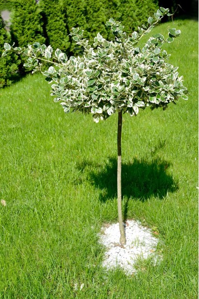 Бруслина японська Альбомаргіната на штамбі солітерна посадка